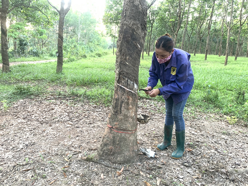 Nông dân huyện Gio Linh (Quảng Trị) phấn khởi vì giá mủ cao su tăng cao - Ảnh: H.T